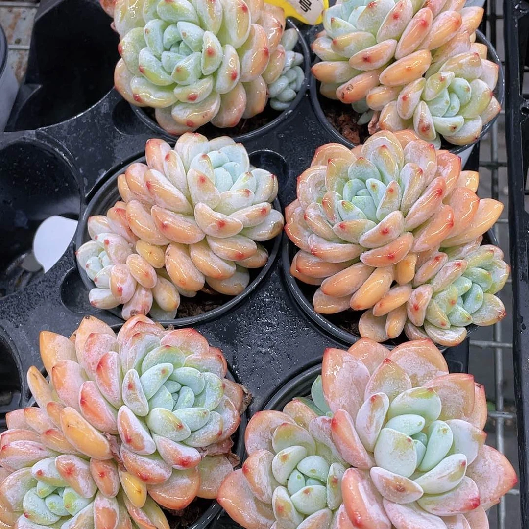 W405号 母本大冷香双头起一个