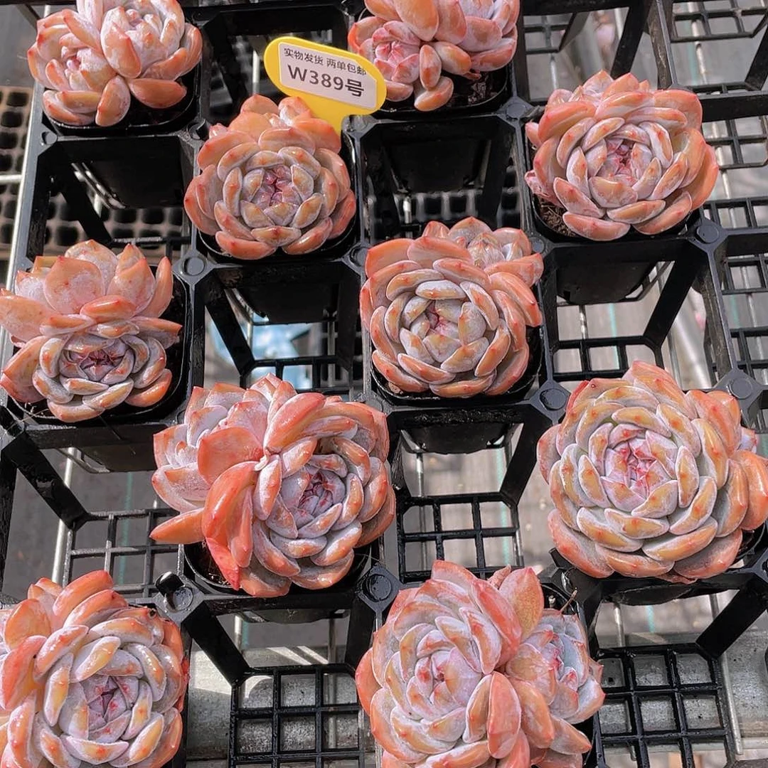 W389号 丸叶糖心石榴籽星影双头两个