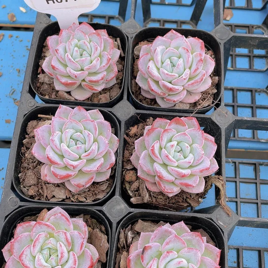 H671  精品维特单头一个