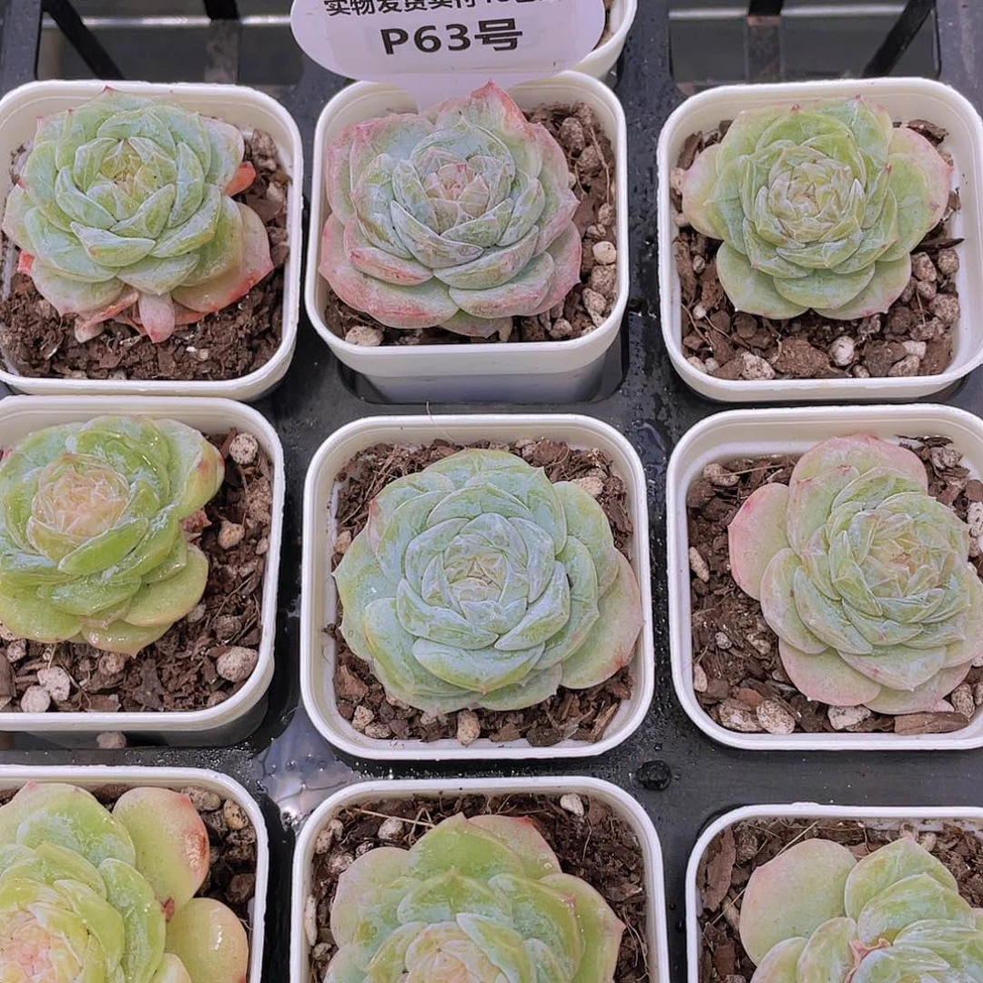 P63-糖心纯爱石化