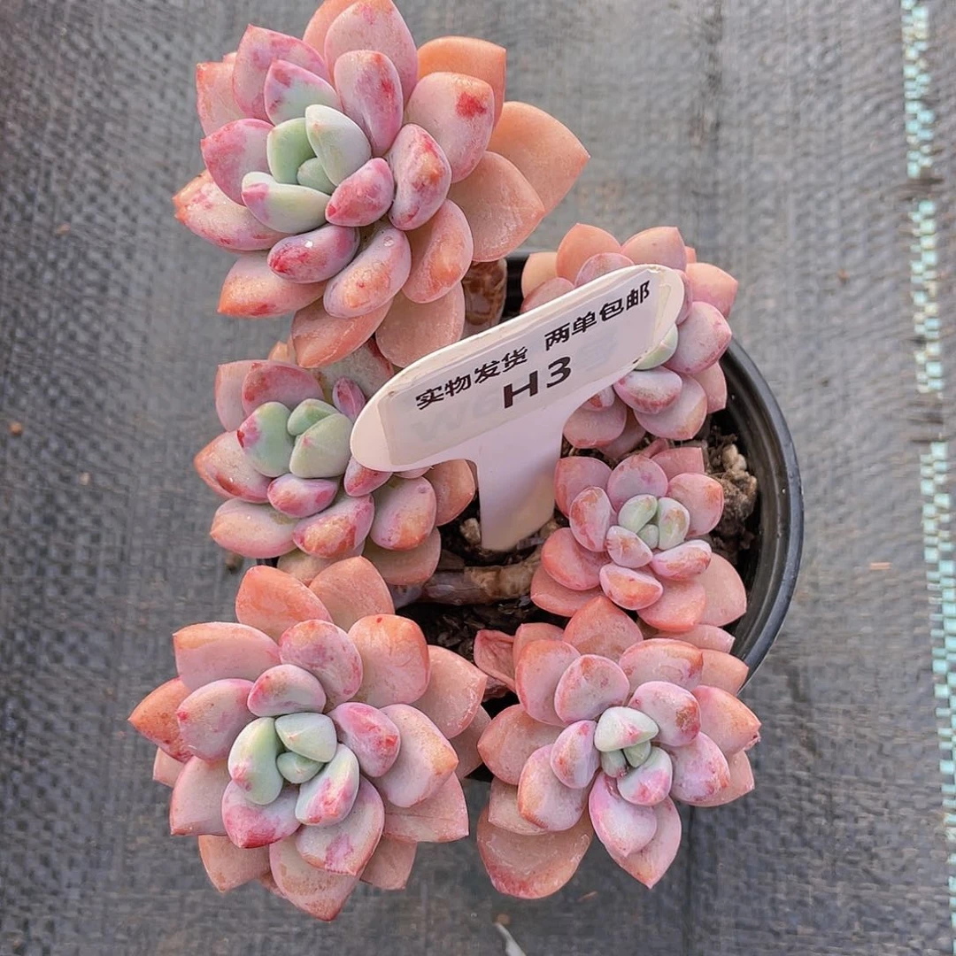 H3  全状态花斑鹭老桩一个