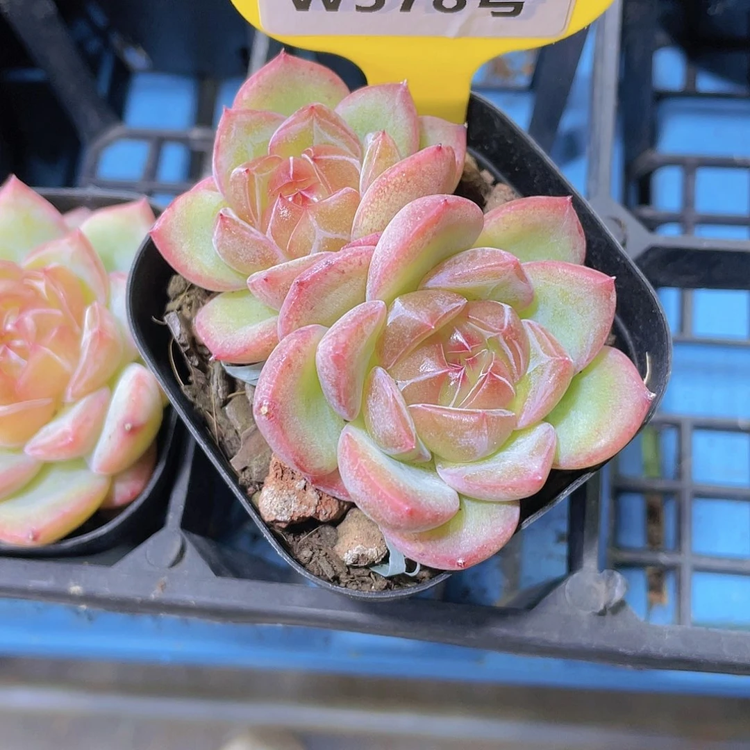 W578号 全状态海洋之心双头