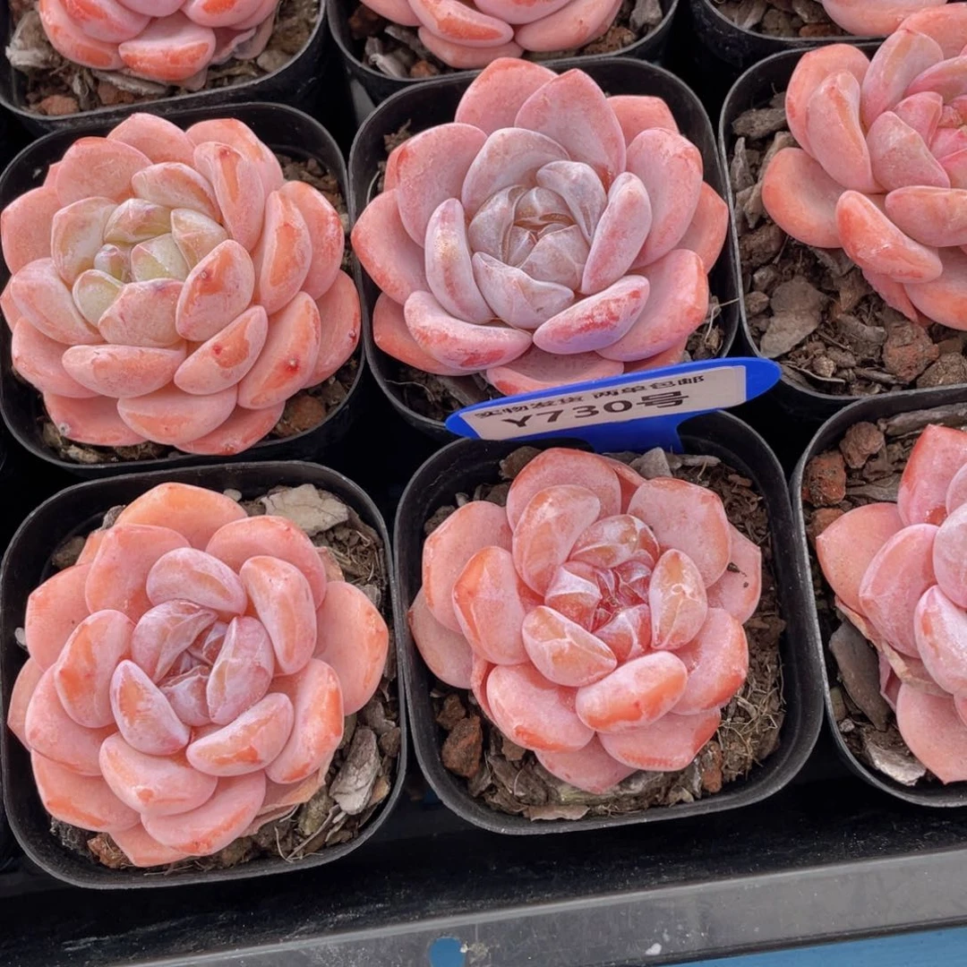 Y730-精品奶油大白兔单头一个