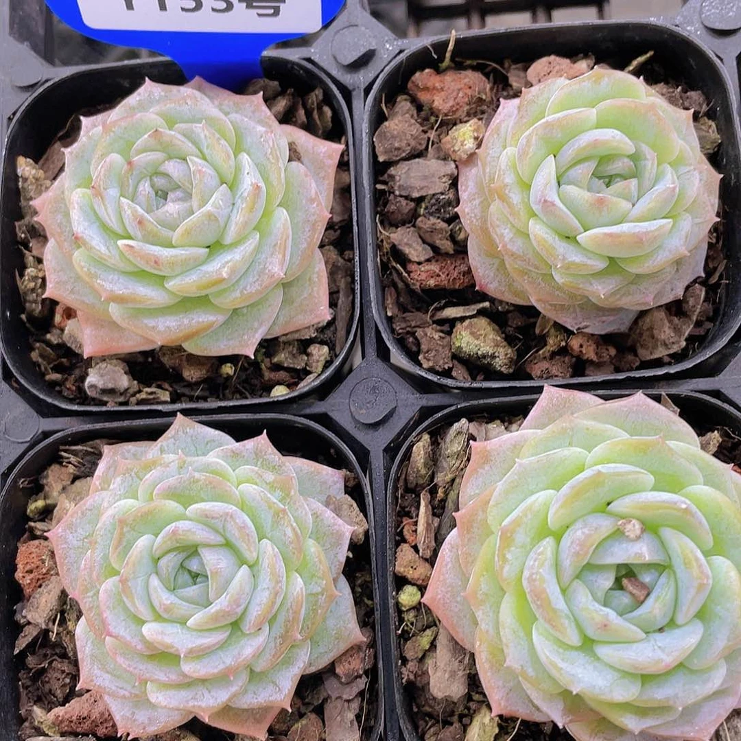 Y153-精品奶油冰玉单头两个