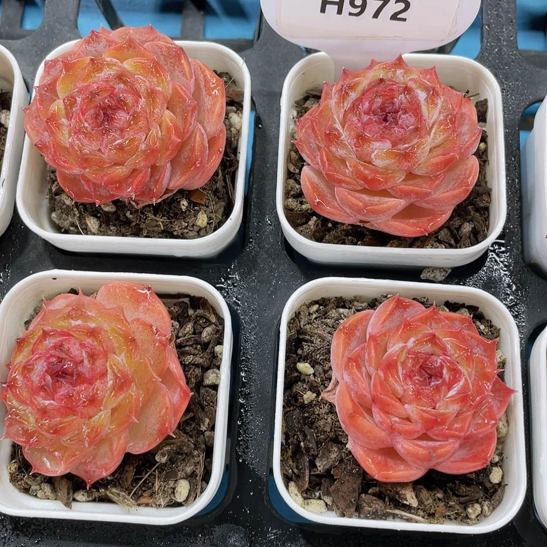 H972  尾货全状态曼塔玫瑰花单头两个