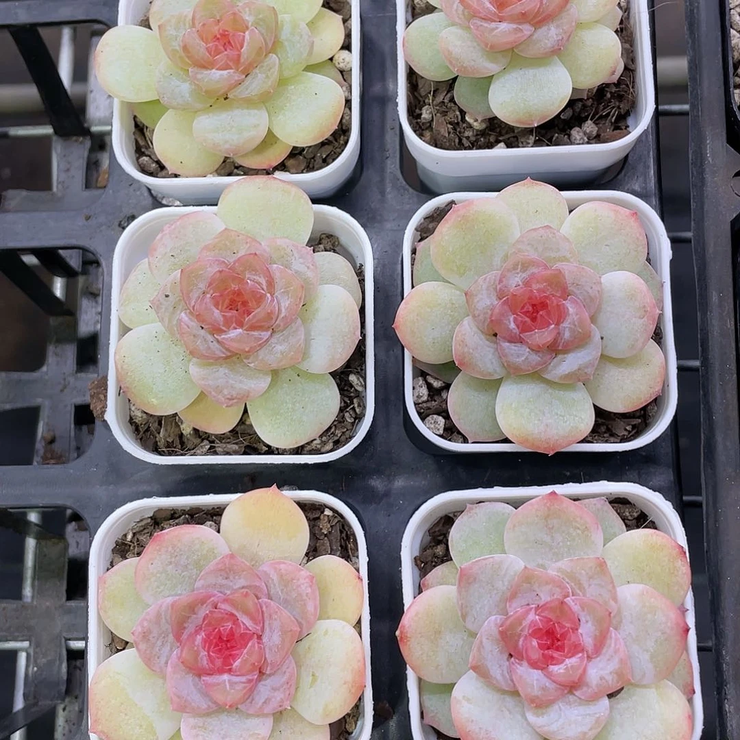 Y883-精品珍妮糖心初夏一个