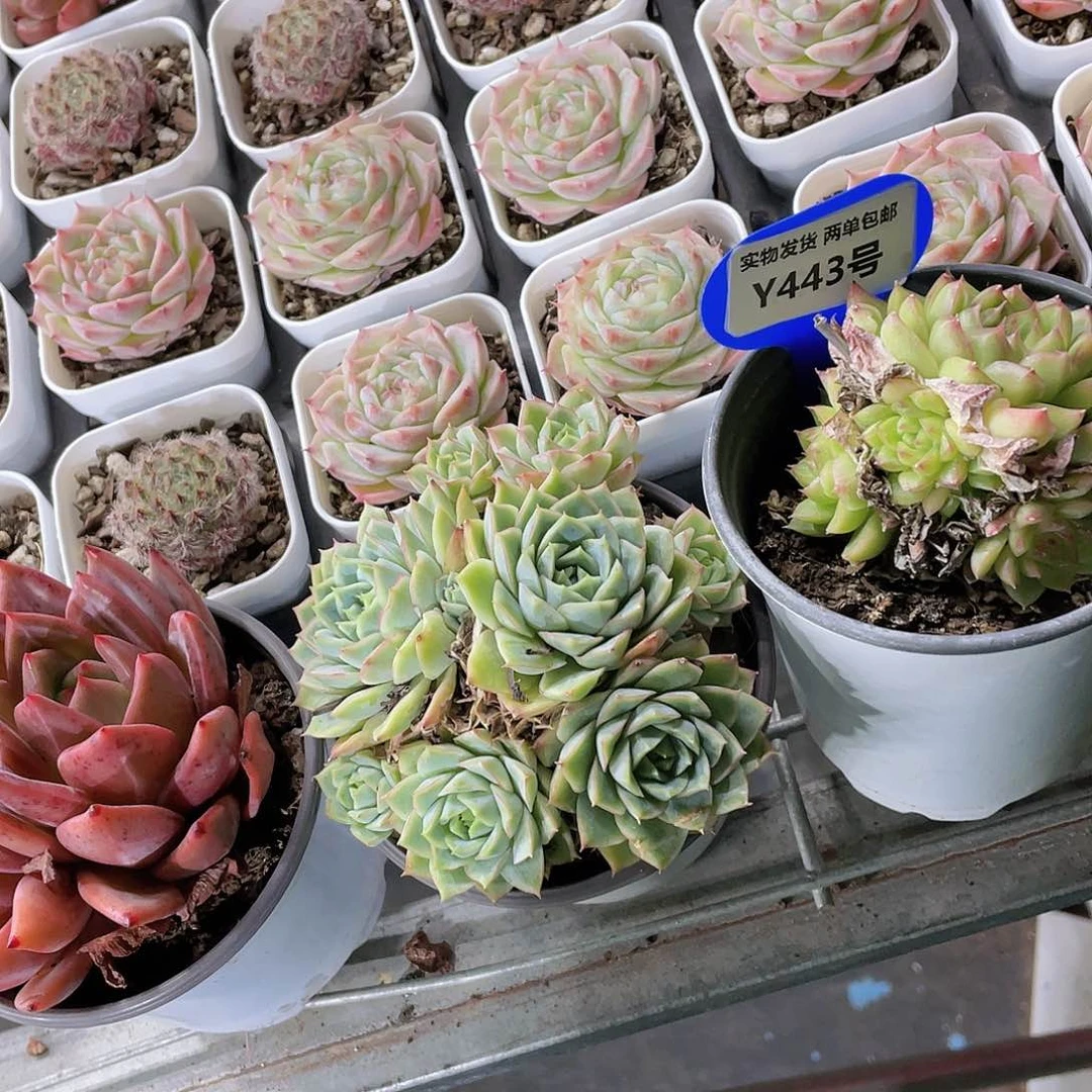 Y443-下播福利母本美肉三个