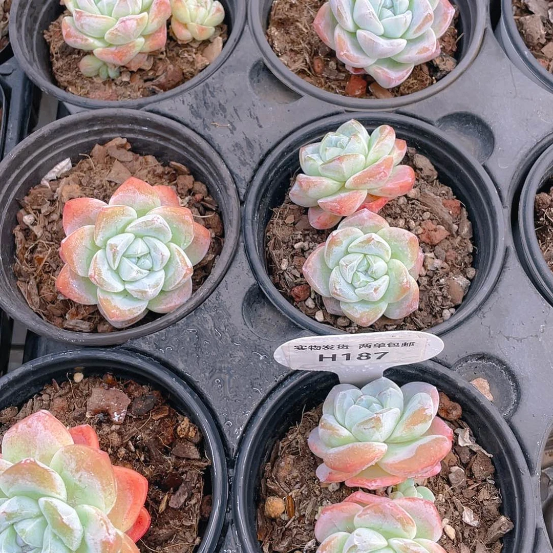 H187  钻石白底冰玉单头起  两个