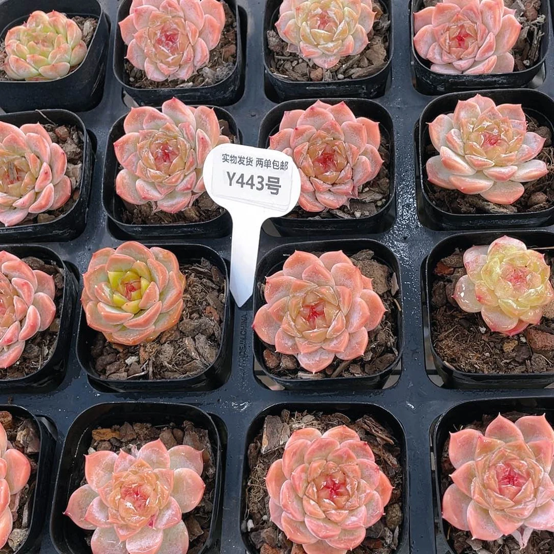 Y443-精品糖心钻石樱花冰魄两个