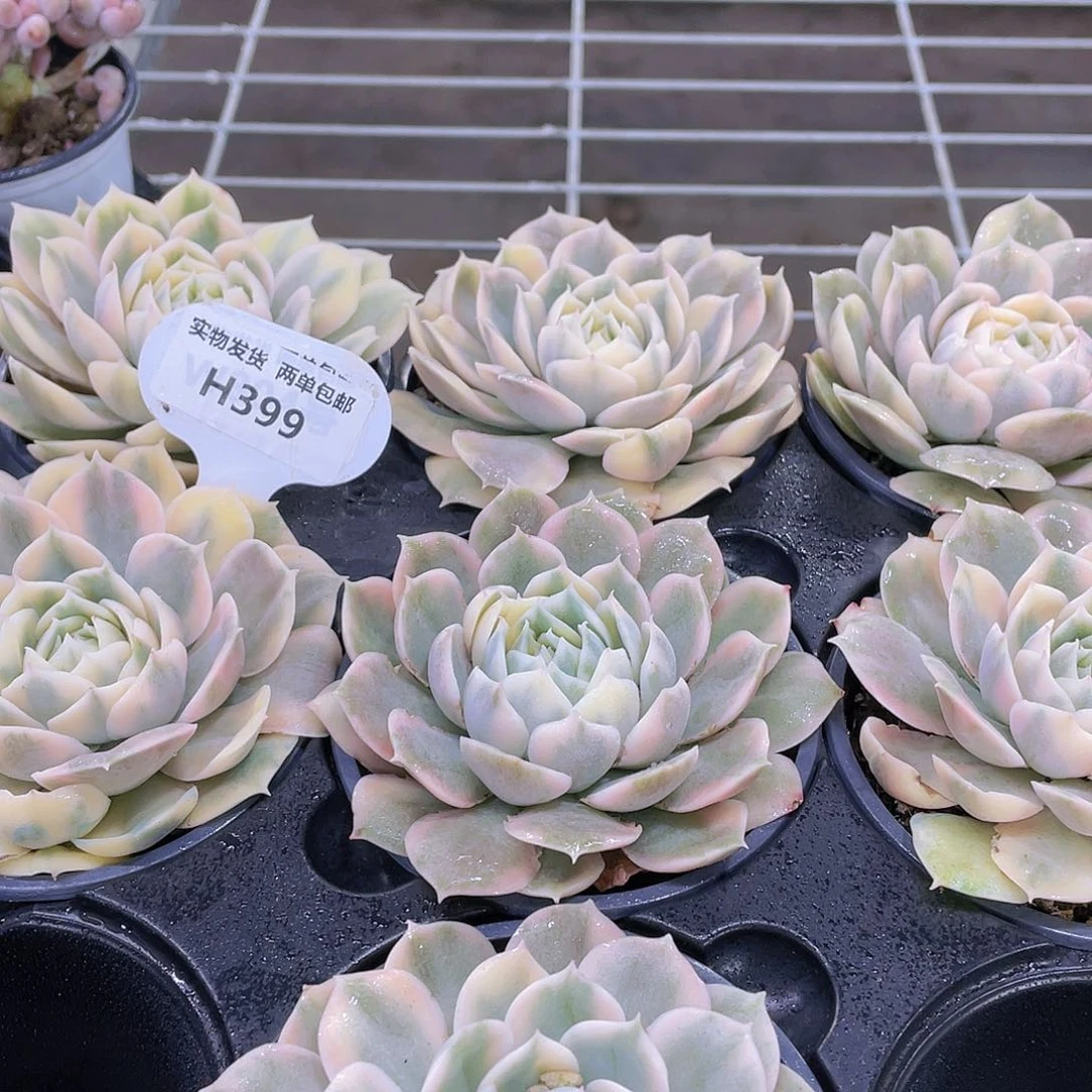 H399 全状态昂斯诺锦单头一个