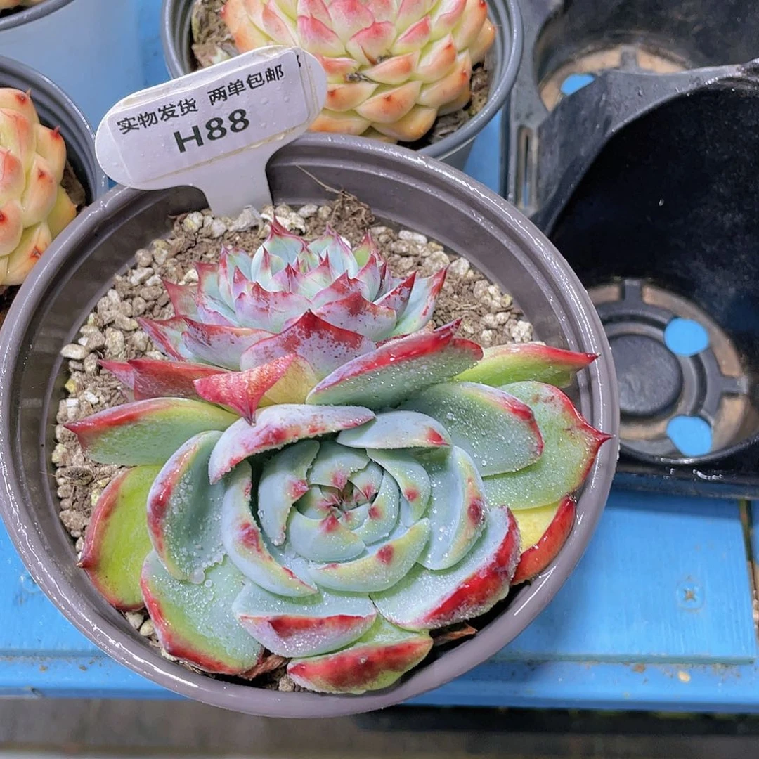 H88  精品宽叶惊鸿仙子一个