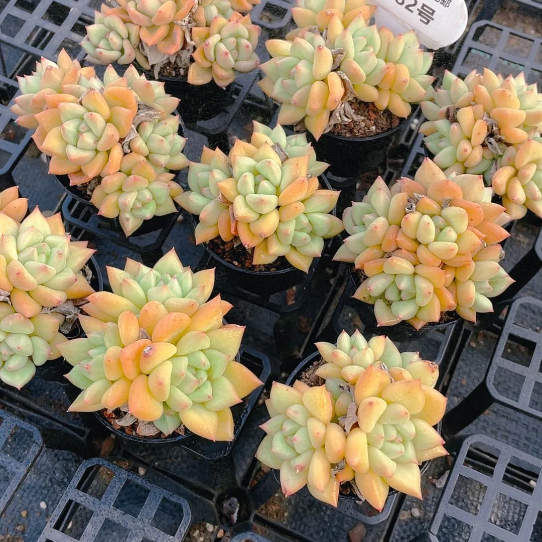 Y182-精品黄金象牙多头群一个