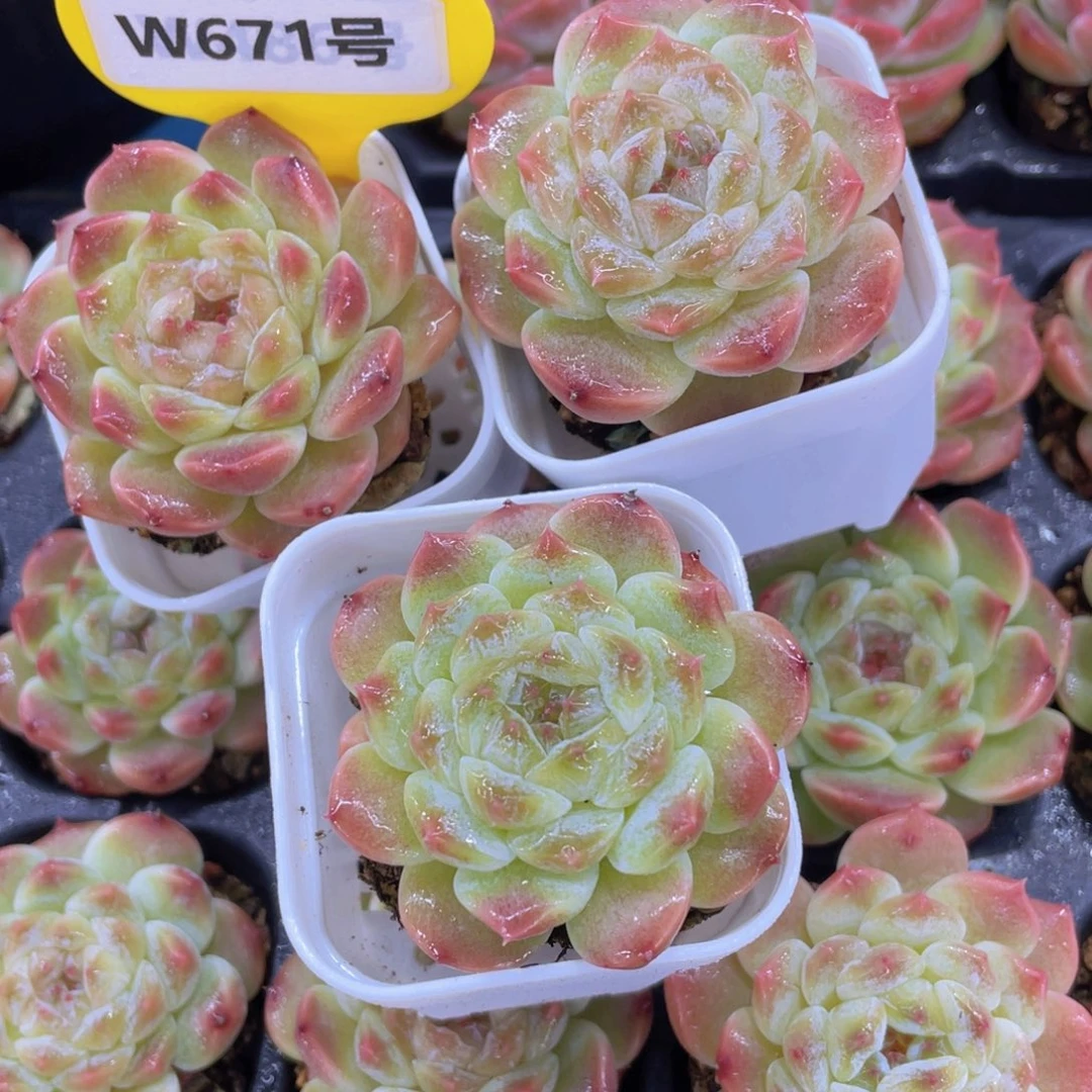 W671号 糖心钻石樱花冰魄单头三个