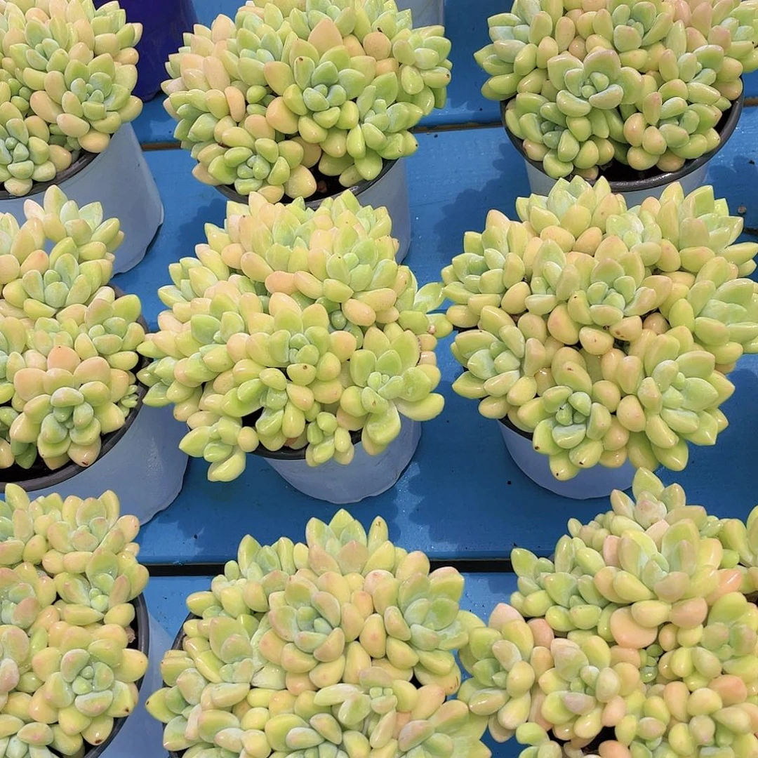 量拍6号 全奶油色奶酪蛋糕捧花群