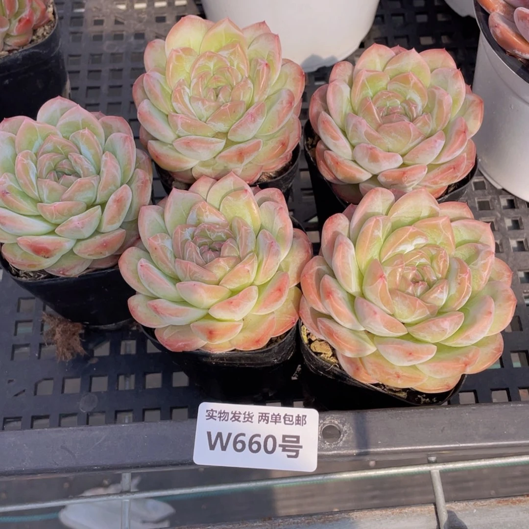 W660号 母本钻石大干冰单头一个