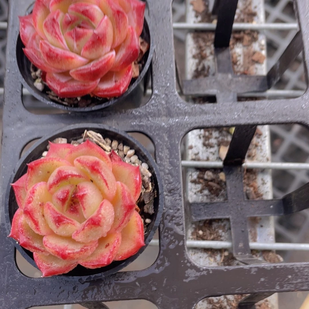 H428  全状态夜魔侠单头一个