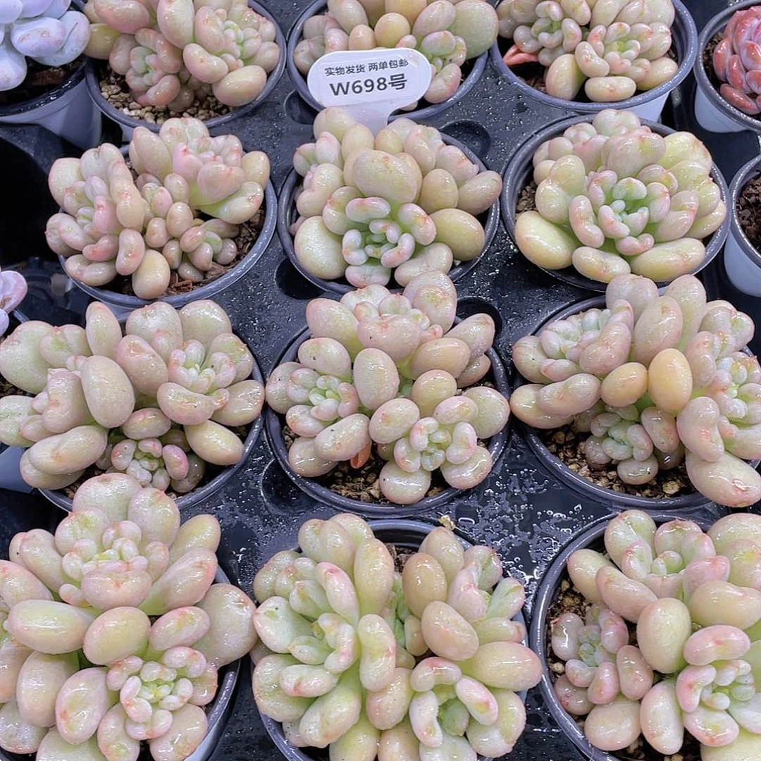 W698号 母本三头起比尔盖茨群一个