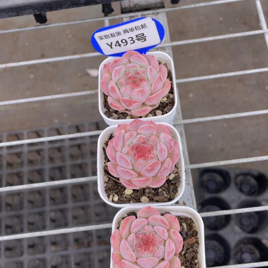 Y493-精品糖心白桃汽水三个