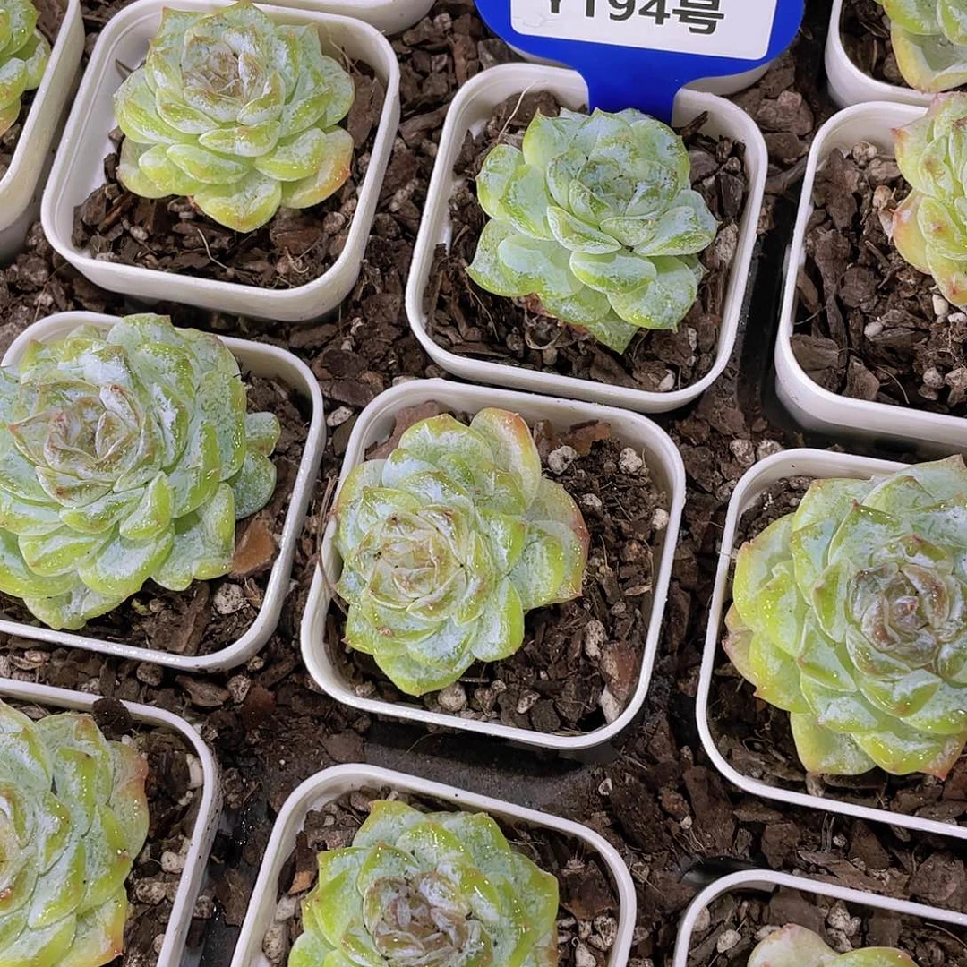 Y194-精品雪颜冰魄单头两个