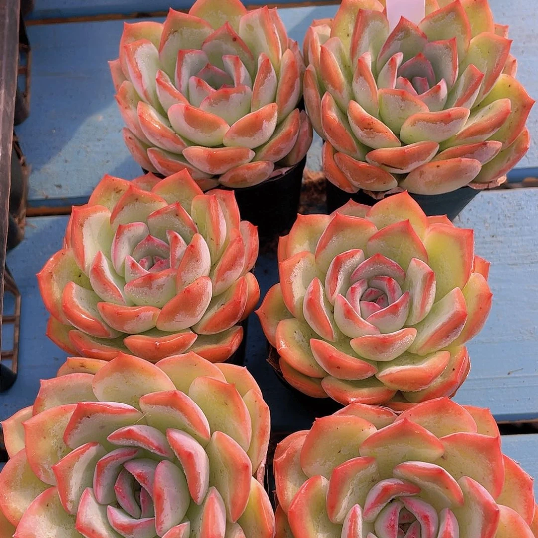 H249  全状态果冻新品一个