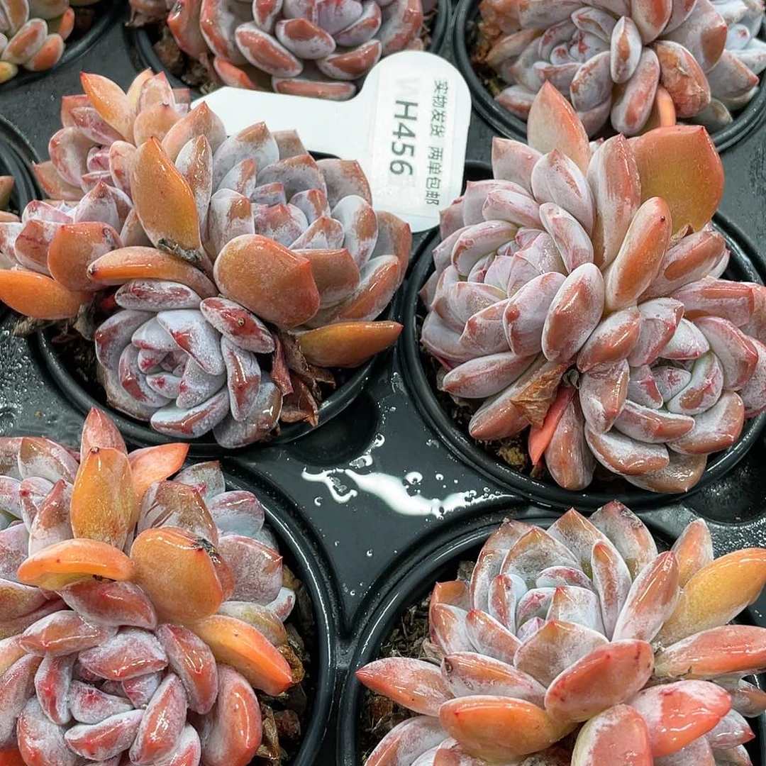 H456  全状态石榴籽星影群一个