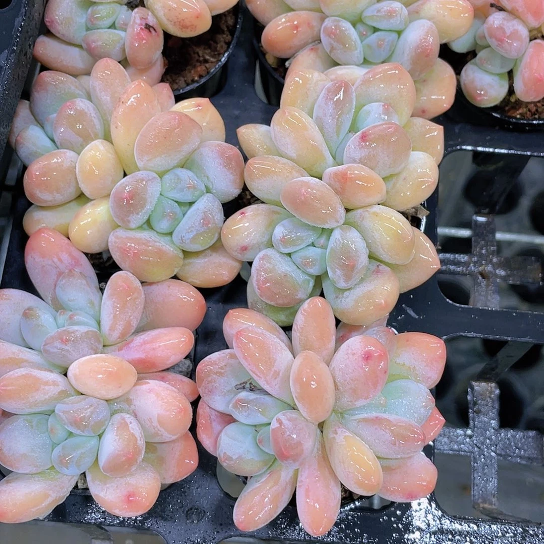 H688  精品奶油香水双头两个