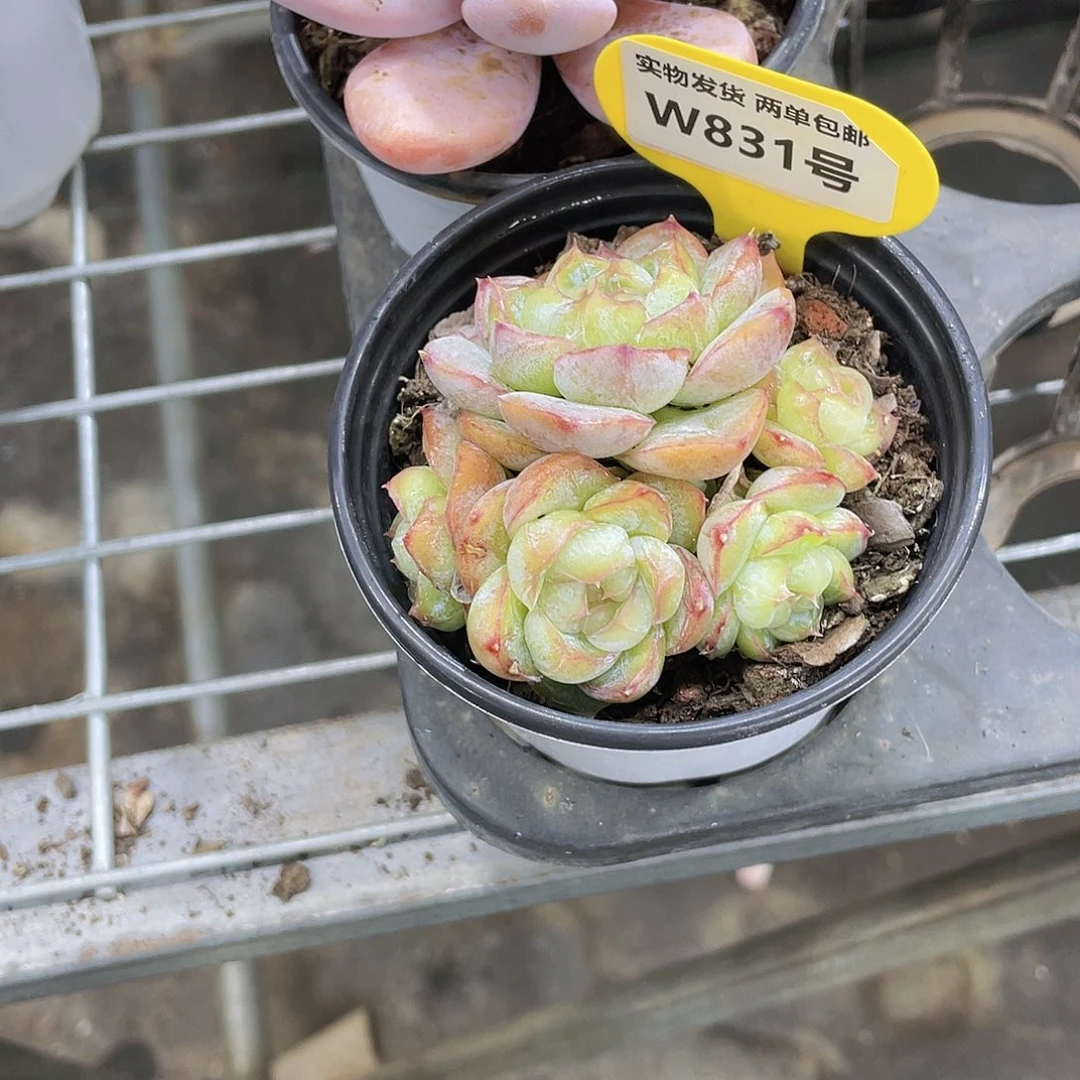 W831号 五头糖心胖虎