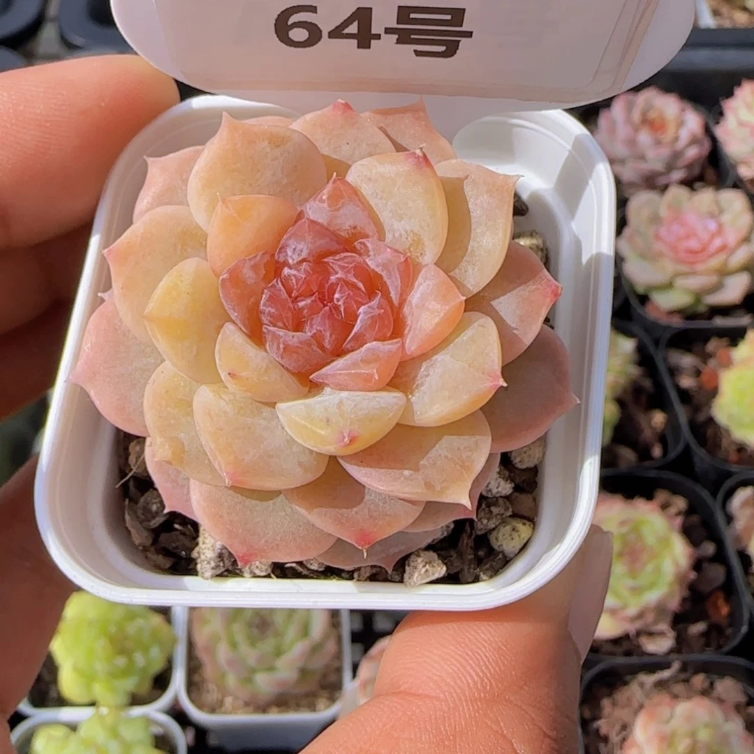 一物一拍64号 精品糖心