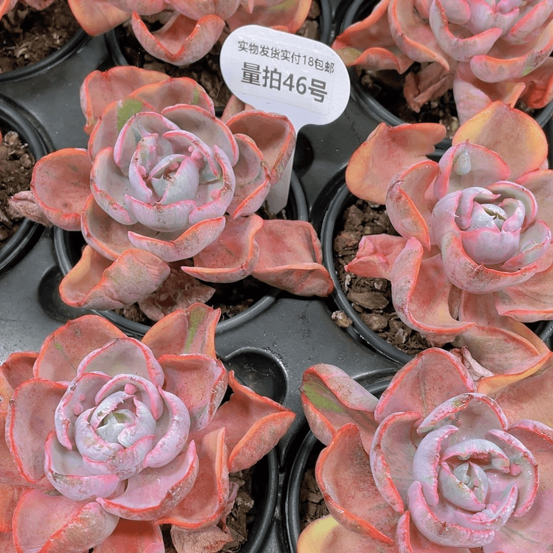 量拍46  全状态心之月锦