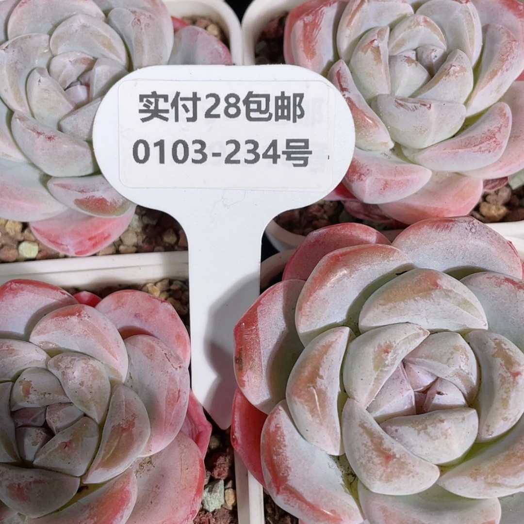 【闪购商品】0103-234号 母本钻石糖心冰玉