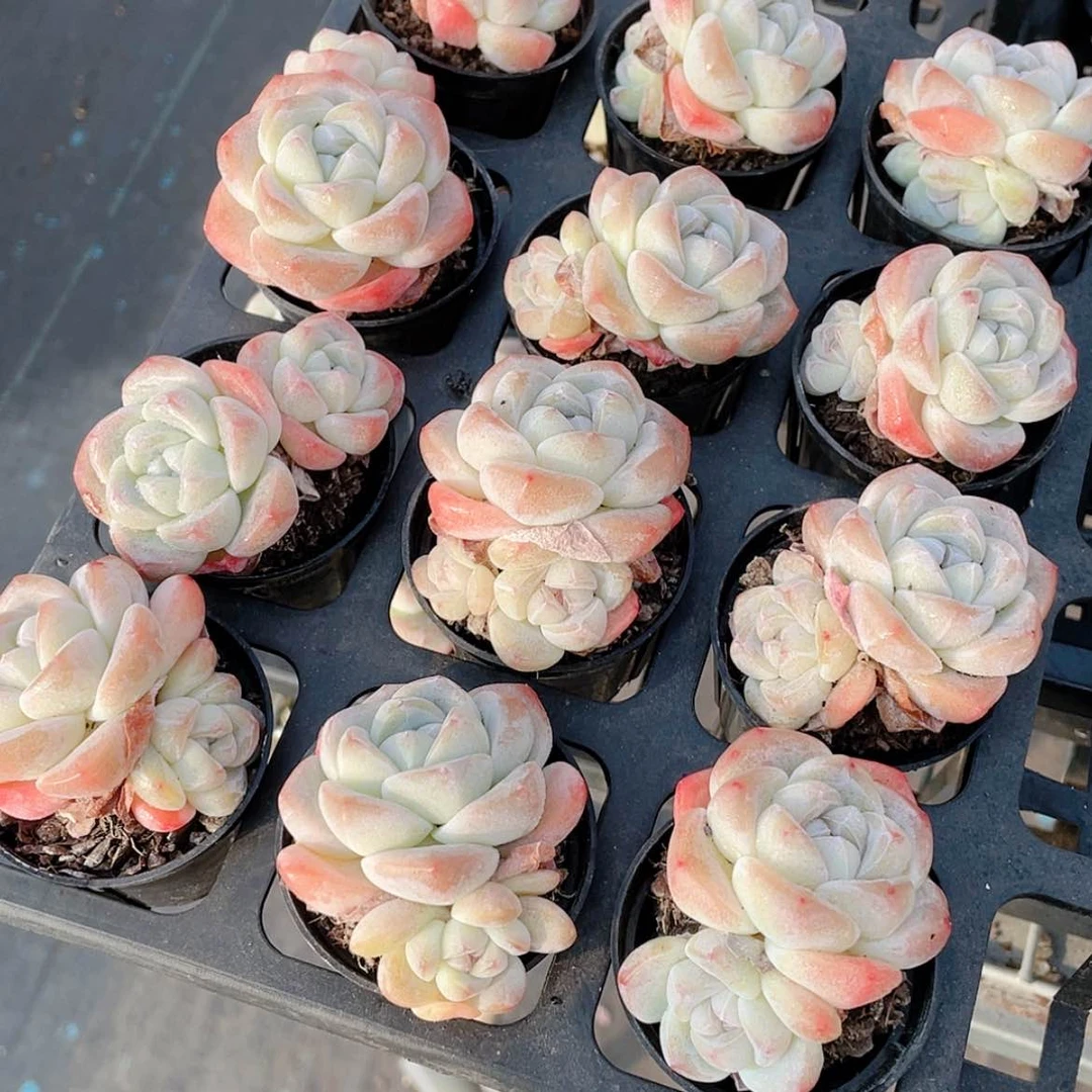 【闪购商品】1230-3号 奶油糖心冰玉双头