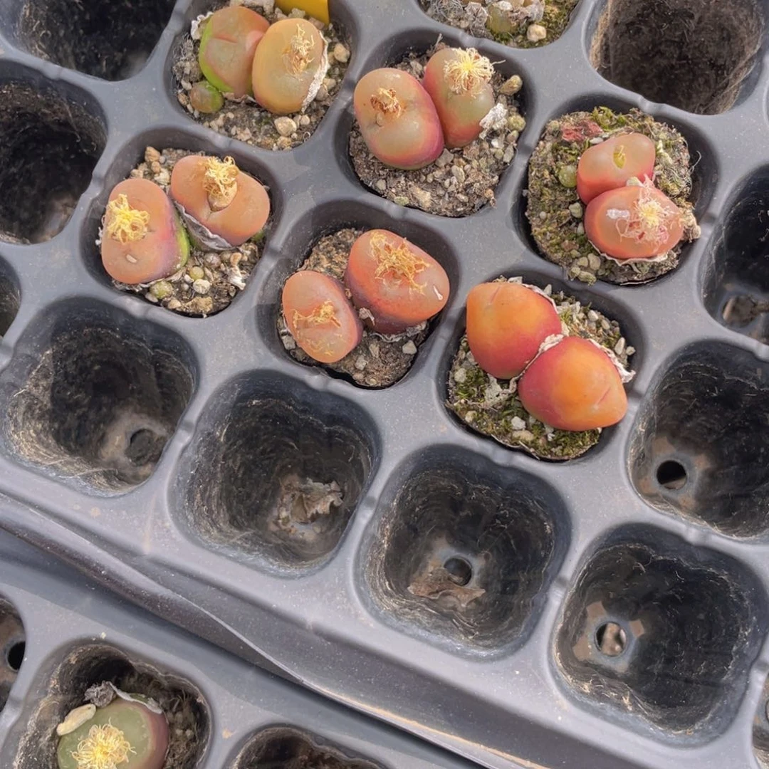 W685号 五年精品毛汉尼六个双头