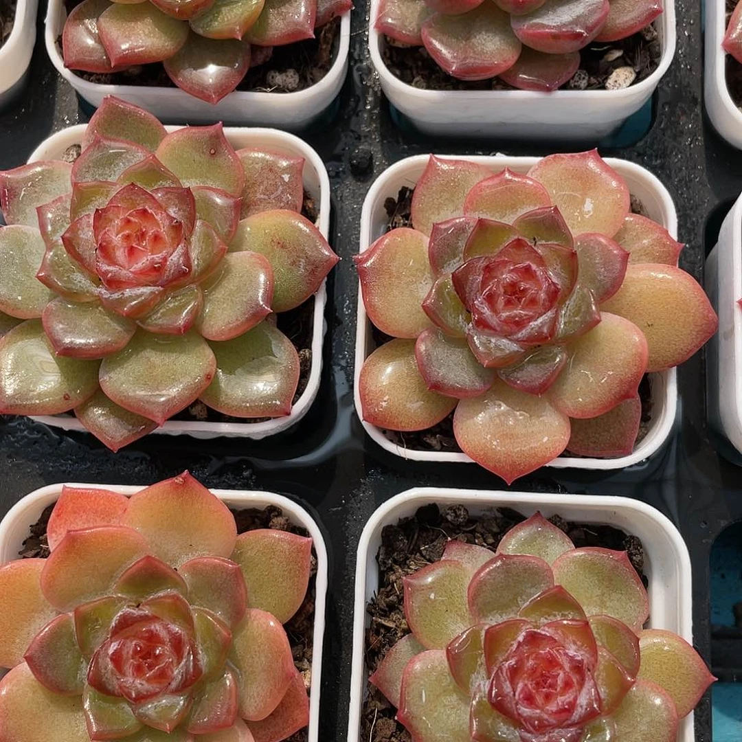 H200  全状态涟漪单头两个