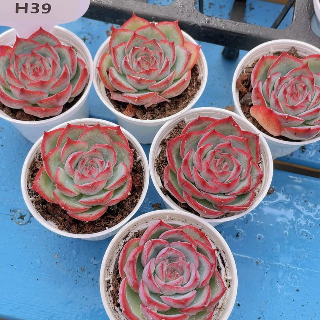 H39  全状态侧影单头两个