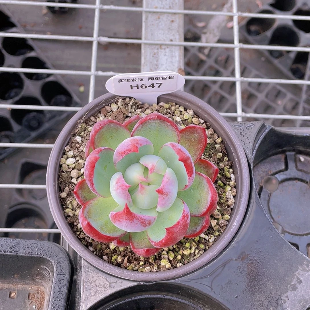 H647  精品惊鸿仙子单头一个