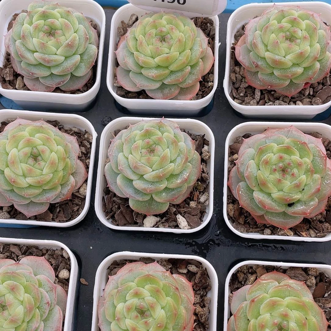 H90 全状态白桃汽水单头一个