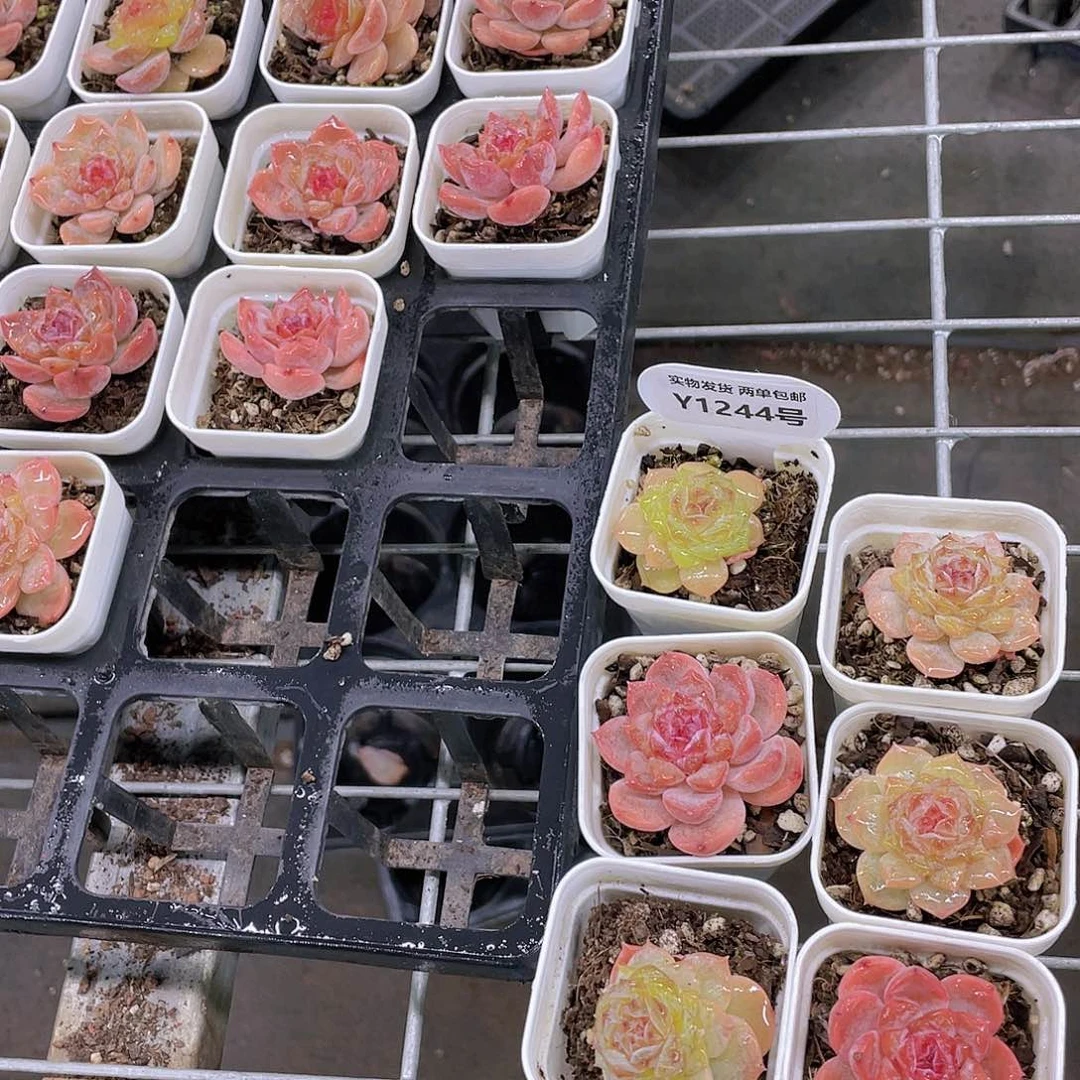 Y1244-精品福利糖心美肉三个