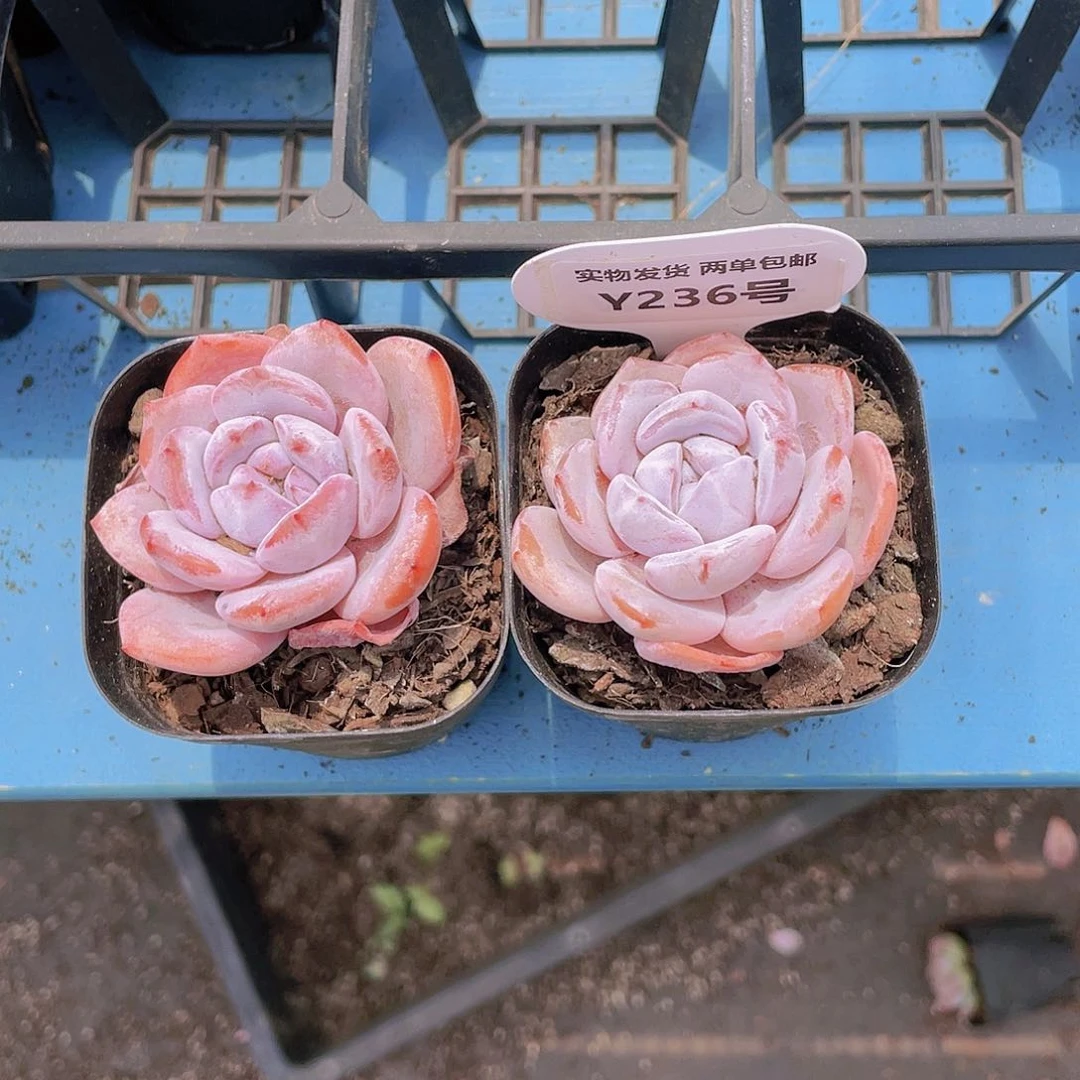 Y236-全状态雪花橙买一送一