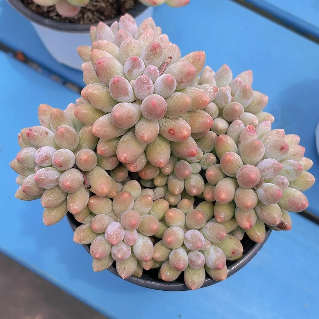 量拍3  精品婴儿手指老桩群