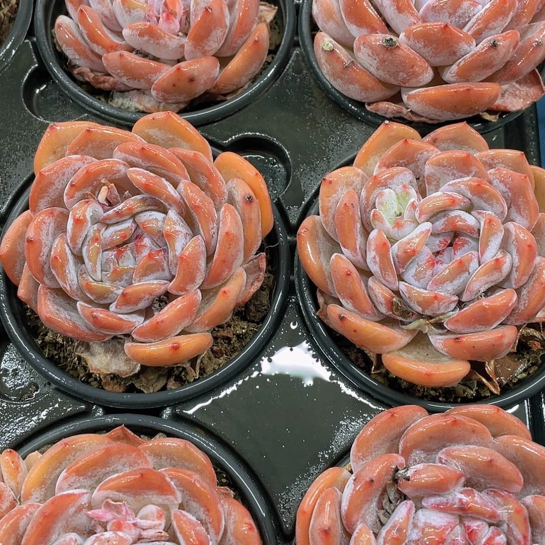 H74  全状态尾货韩橙单头3颗