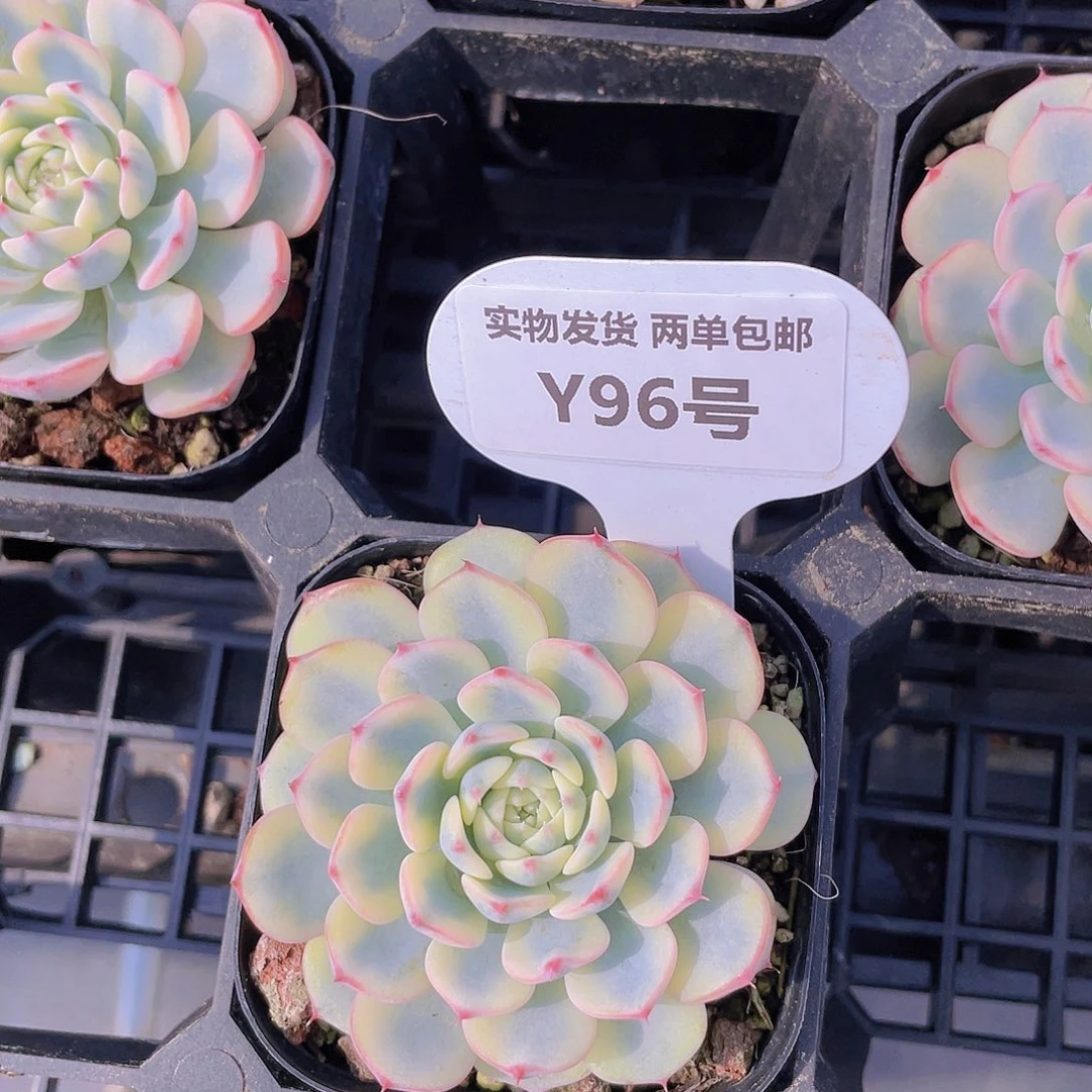 Y96-全状态精品姬莲锦一个