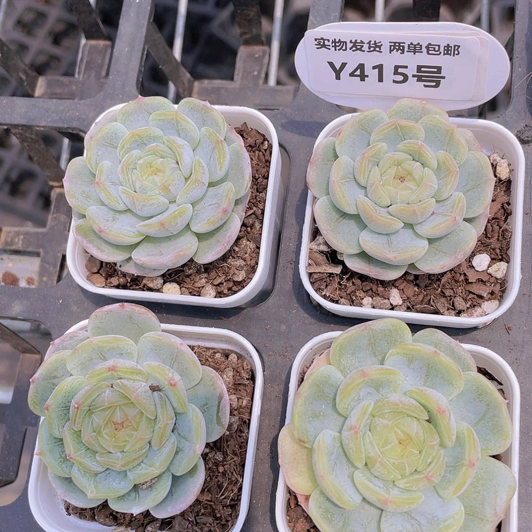Y415-全状态糖心白色恋人一个