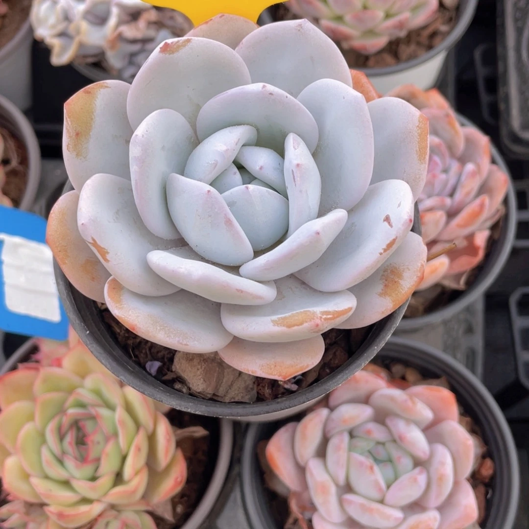 W322号 母本宽叶大雪莲