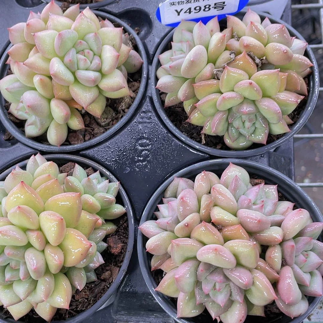 Y498-精品黄金象牙母本多头群一个