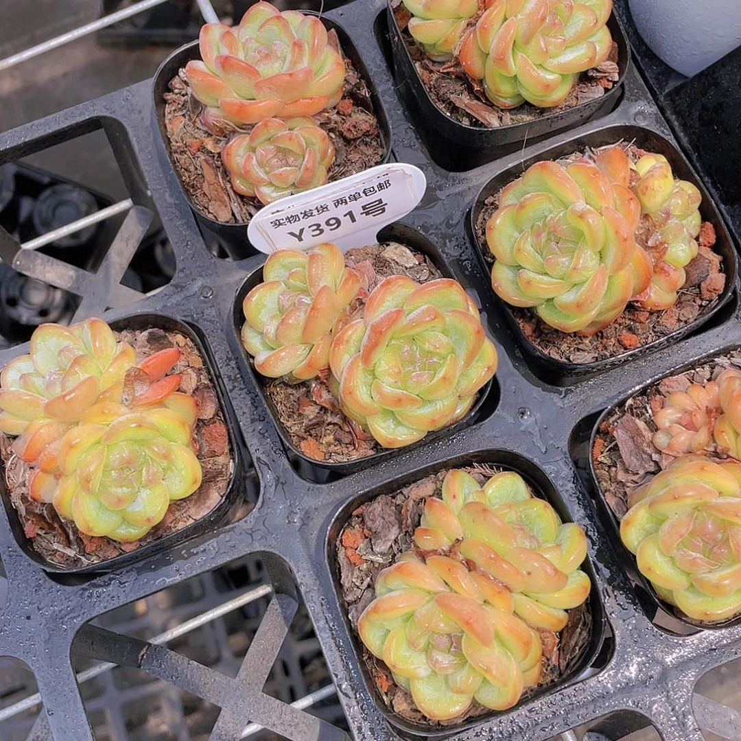 Y391-全状态精品糖心星星珍妮双头福利一个