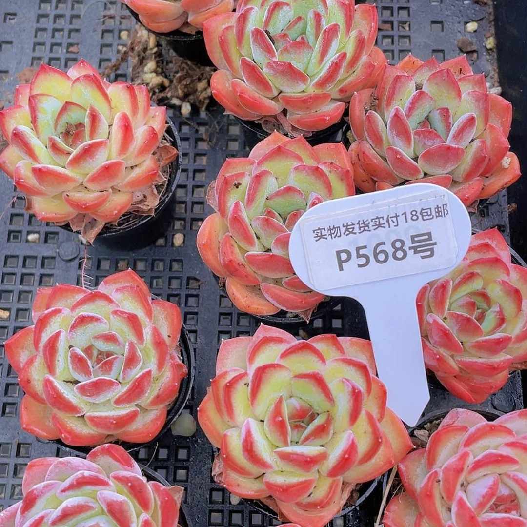 P568-全状态精品草莓杏仁➕冰魄