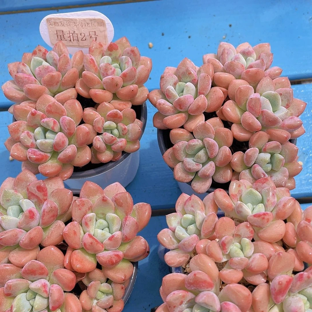 量拍2号 奶油花斑鹭群
