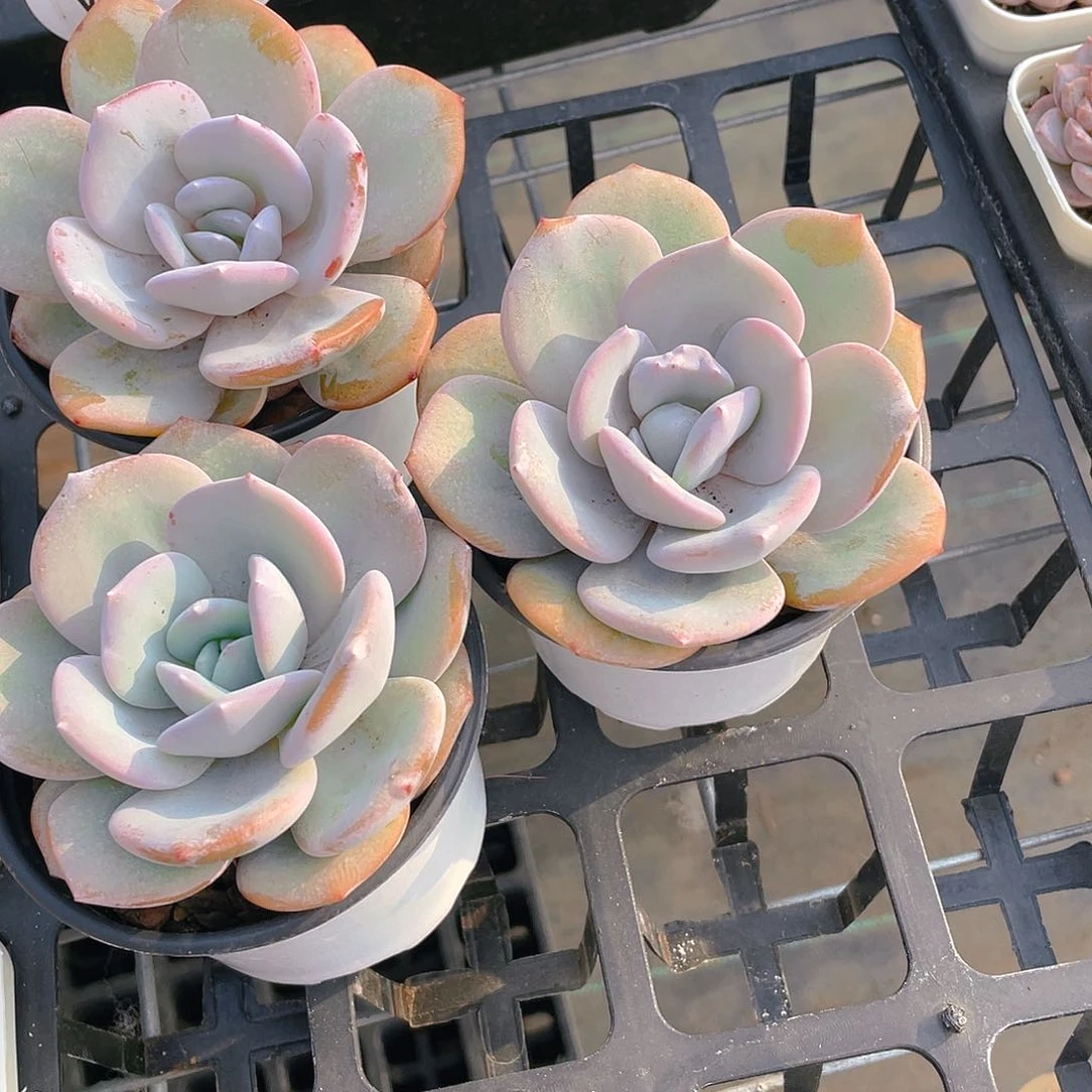 W682号 宽叶韩货母本奶茶单头一个