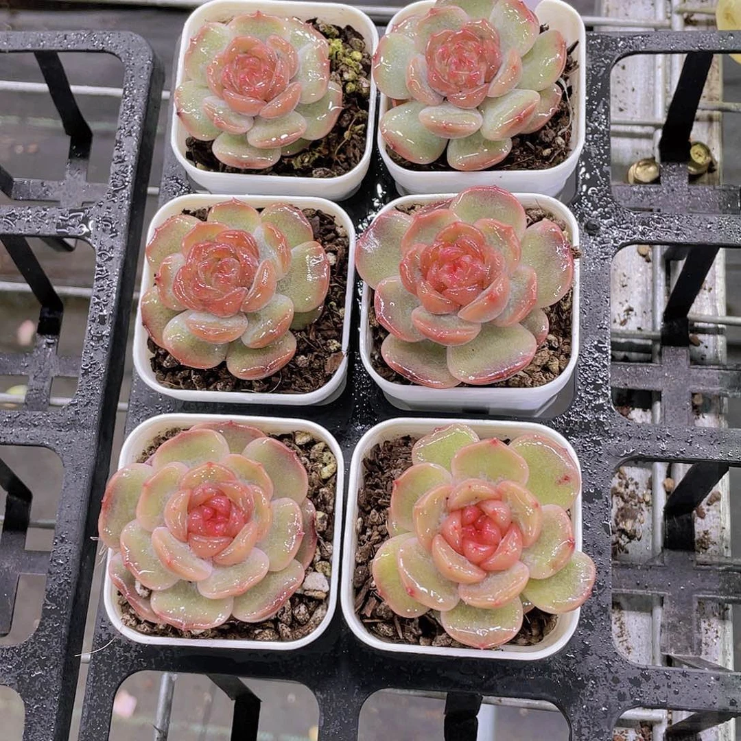 P638号 珍妮果冻糖心红色恋人
