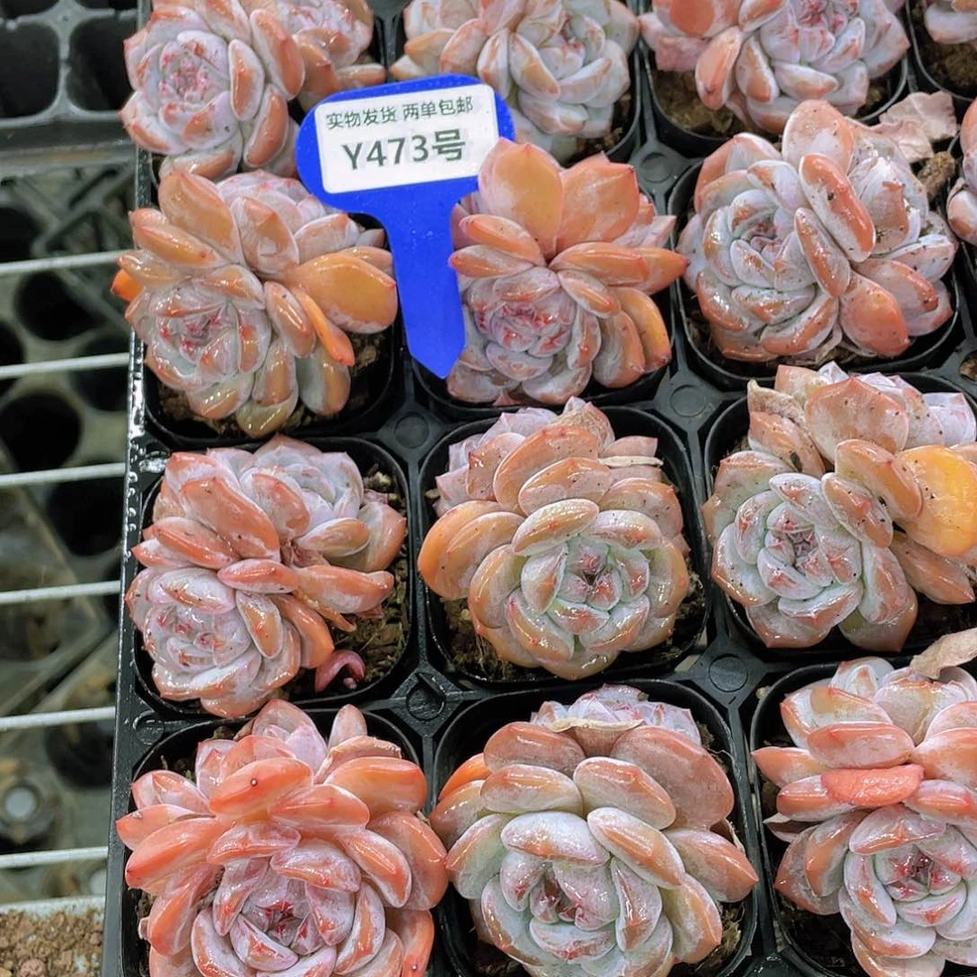 Y473-精品老桩糖心石榴籽星影双头两个